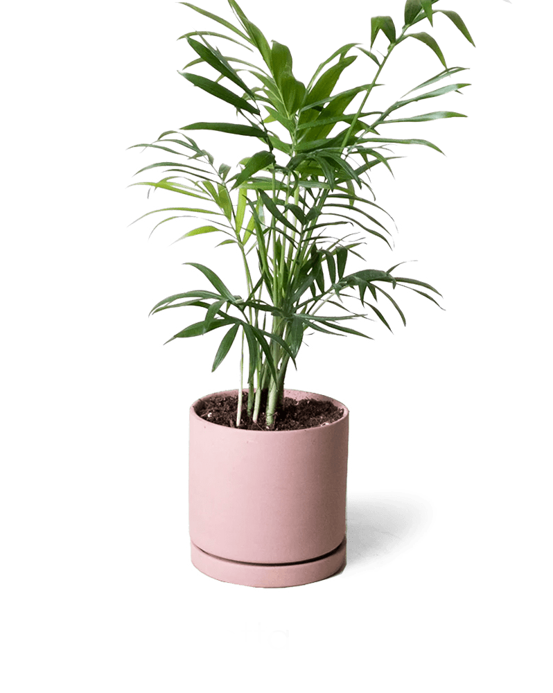 Dojo Porcelain Modern Indoor Plant Pot With Saucer - Chive Ceramics Studio - Pots - Chive Ceramics Studio