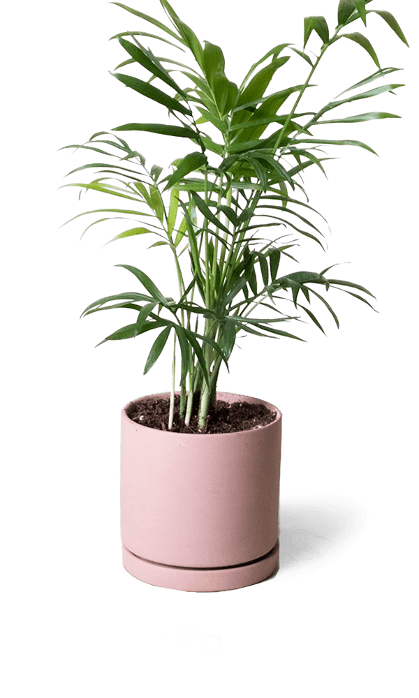 Dojo Porcelain Modern Indoor Plant Pot With Saucer - Chive Ceramics Studio - Pots - Chive Ceramics Studio