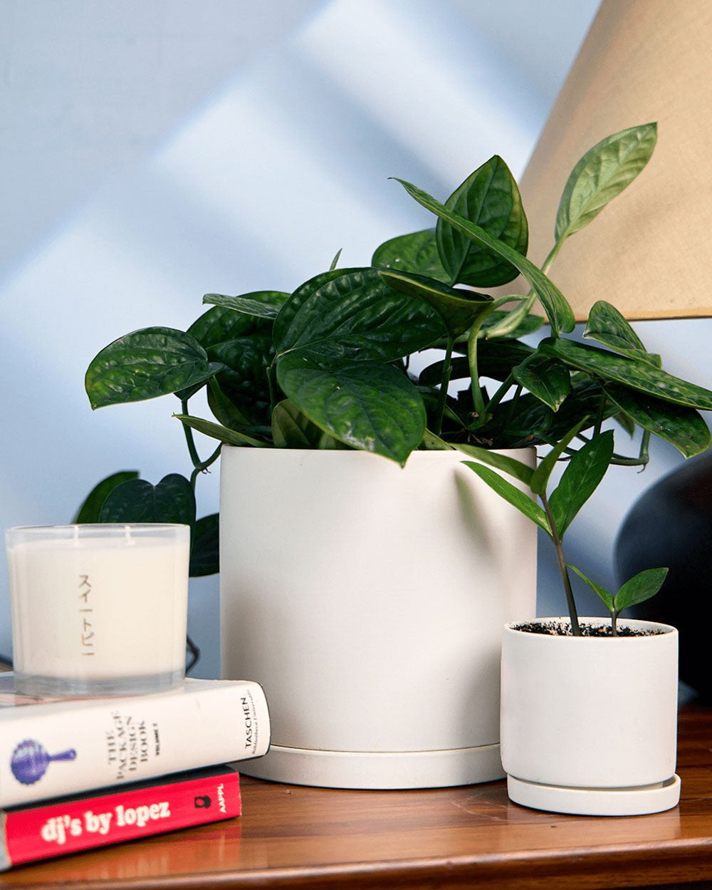 Dojo Porcelain Modern Indoor Plant Pot With Saucer - Chive Ceramics Studio - Pots - Chive Ceramics Studio