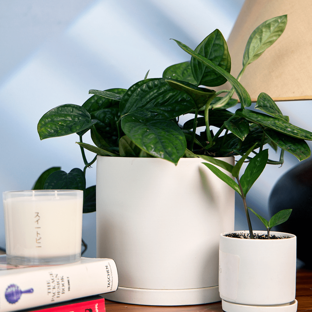 Dojo Porcelain Modern Indoor Plant Pot With Saucer - Chive Ceramics Studio - Pots - Chive Ceramics Studio