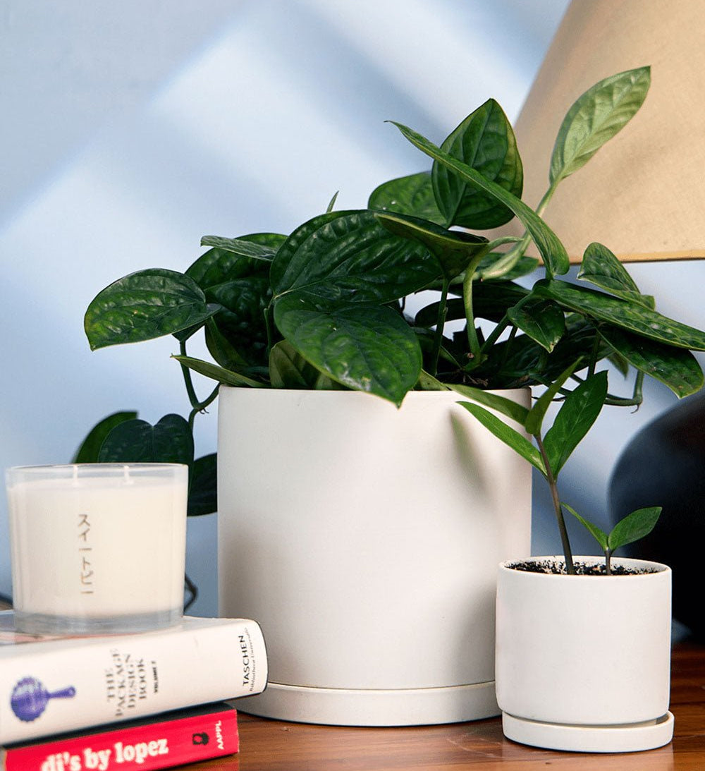 Dojo Porcelain Modern Indoor Plant Pot With Saucer - Chive Ceramics Studio - Pots - Chive Ceramics Studio
