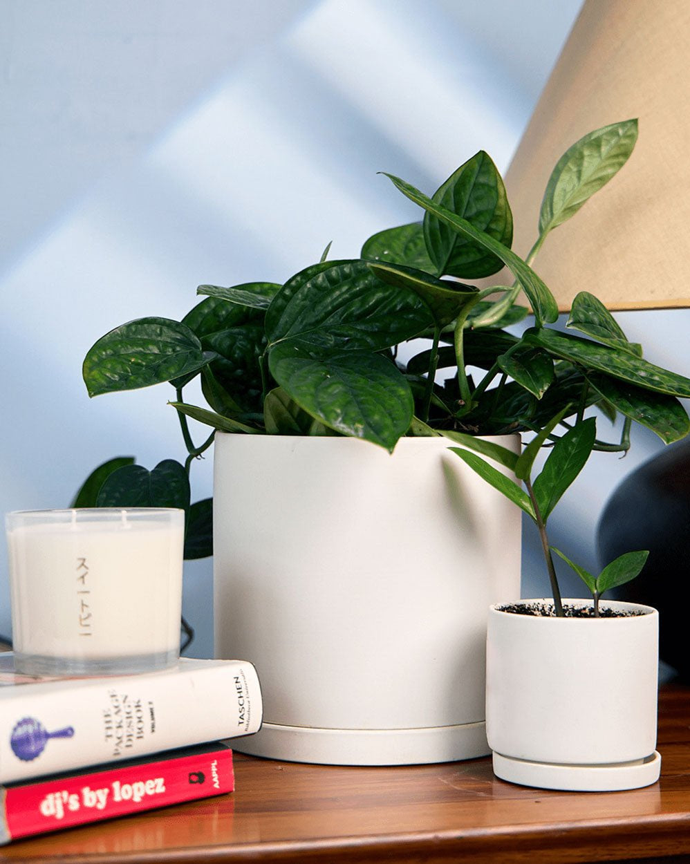 Dojo Porcelain Modern Indoor Plant Pot With Saucer - Chive Ceramics Studio - Pots - Chive Ceramics Studio