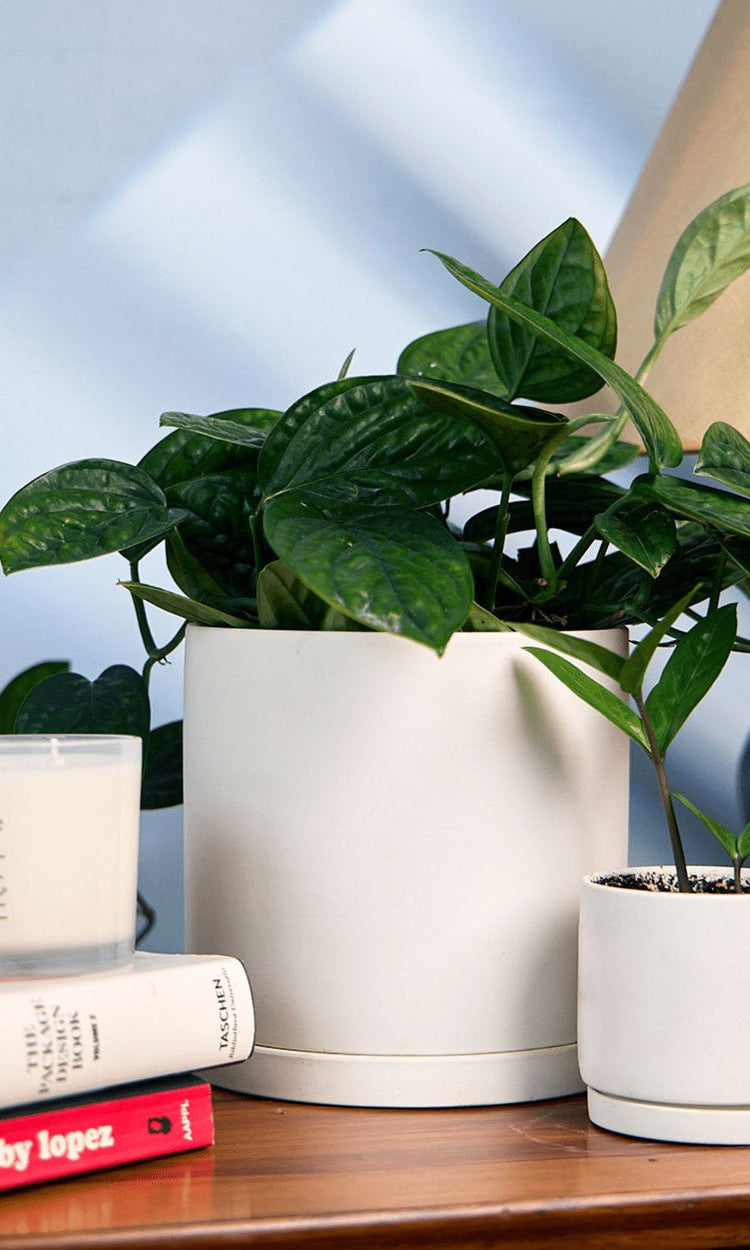 Dojo Porcelain Modern Indoor Plant Pot With Saucer - Chive Ceramics Studio - Pots - Chive Ceramics Studio