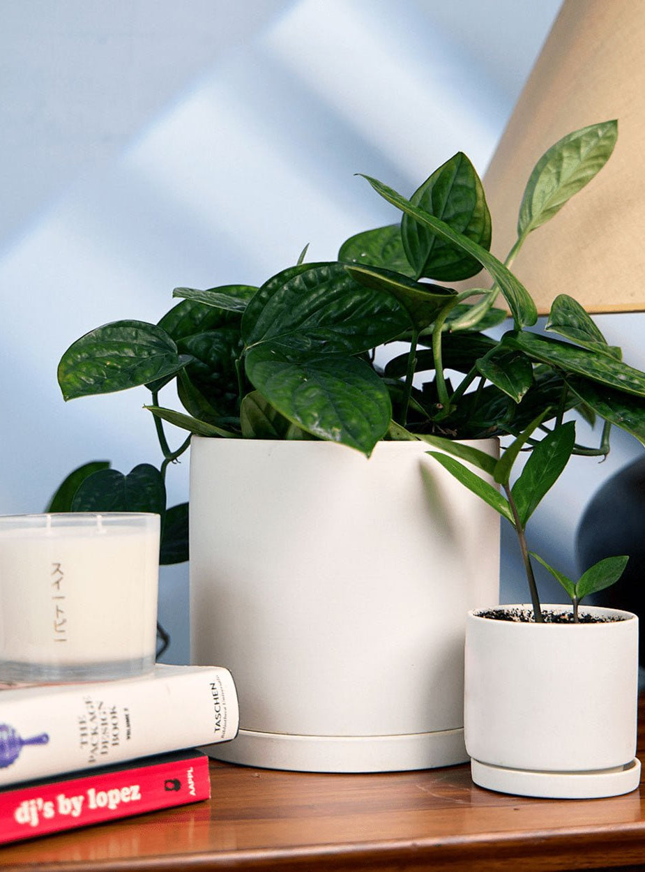 Dojo Porcelain Modern Indoor Plant Pot With Saucer - Chive Ceramics Studio - Pots - Chive Ceramics Studio