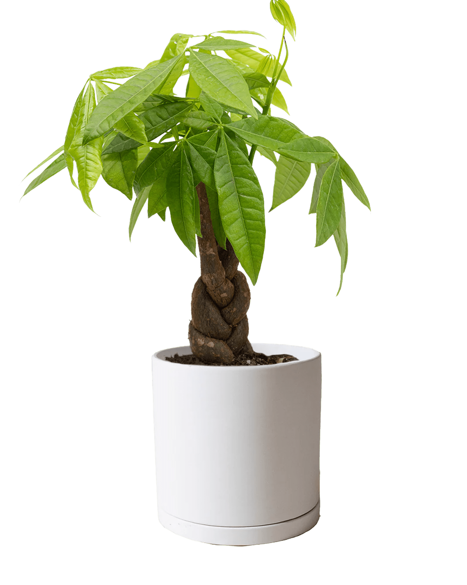 Dojo 6" Porcelain Modern Indoor Plant Pot - Chive Ceramics Studio - Pots - Chive Ceramics Studio
