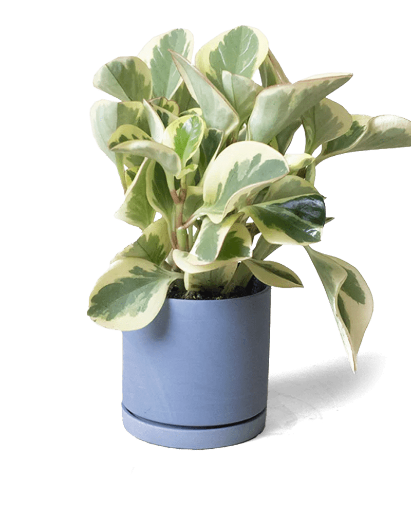 Dojo Porcelain Modern Indoor Plant Pot With Saucer - Chive Ceramics Studio - Pots - Chive Ceramics Studio