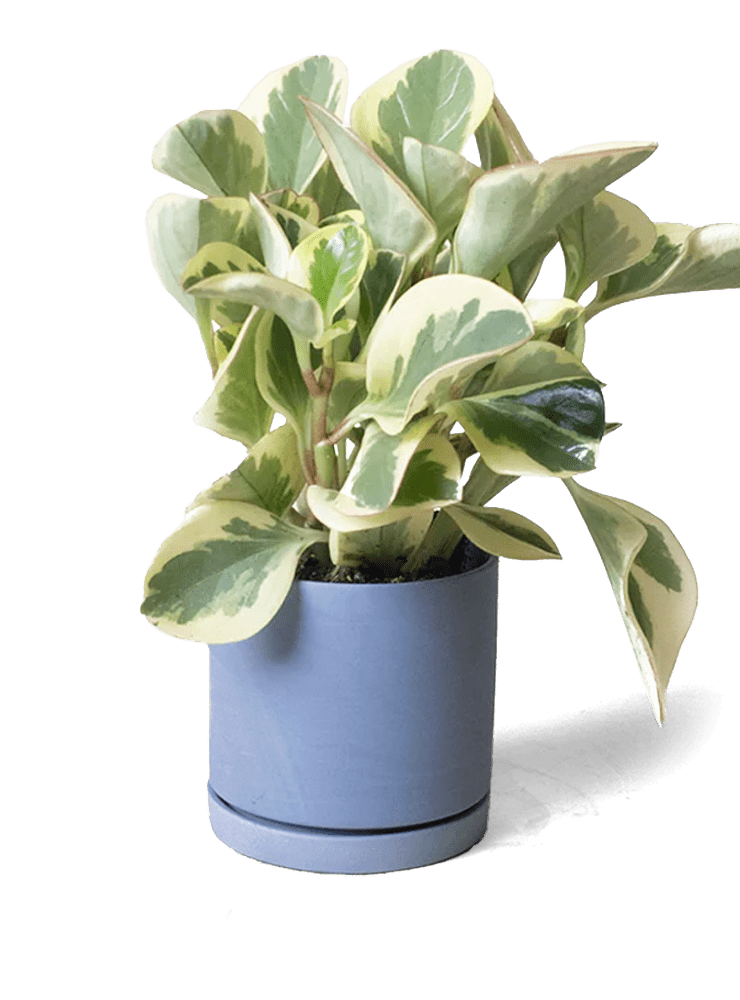 Dojo Porcelain Modern Indoor Plant Pot With Saucer - Chive Ceramics Studio - Pots - Chive Ceramics Studio