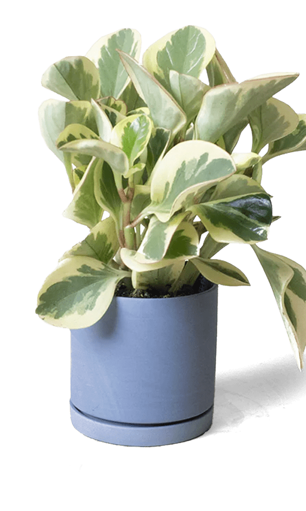 Dojo Porcelain Modern Indoor Plant Pot With Saucer - Chive Ceramics Studio - Pots - Chive Ceramics Studio