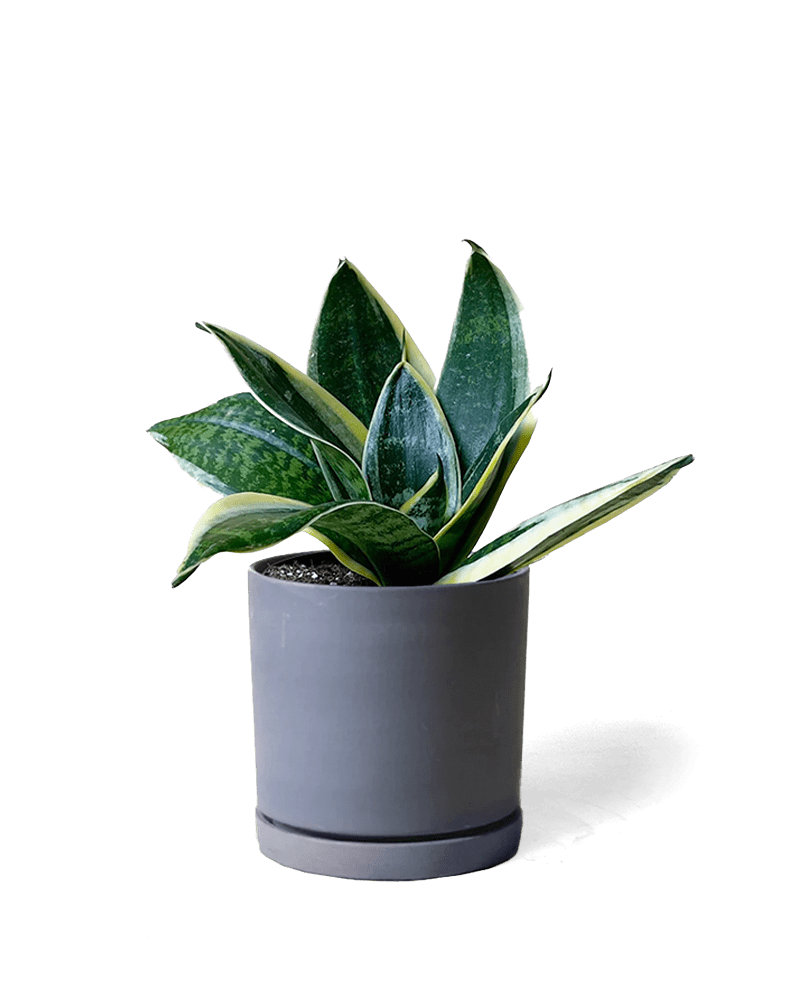 Dojo Porcelain Modern Indoor Plant Pot With Saucer - Chive Ceramics Studio - Pots - Chive Ceramics Studio