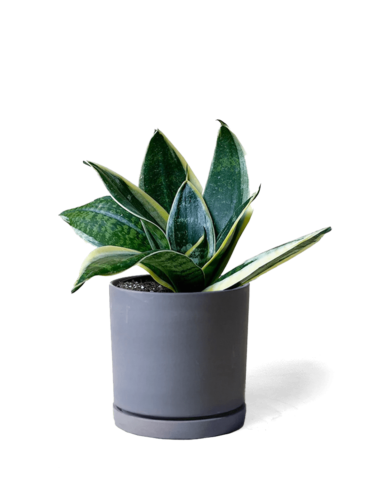 Dojo Porcelain Modern Indoor Plant Pot With Saucer - Chive Ceramics Studio - Pots - Chive Ceramics Studio