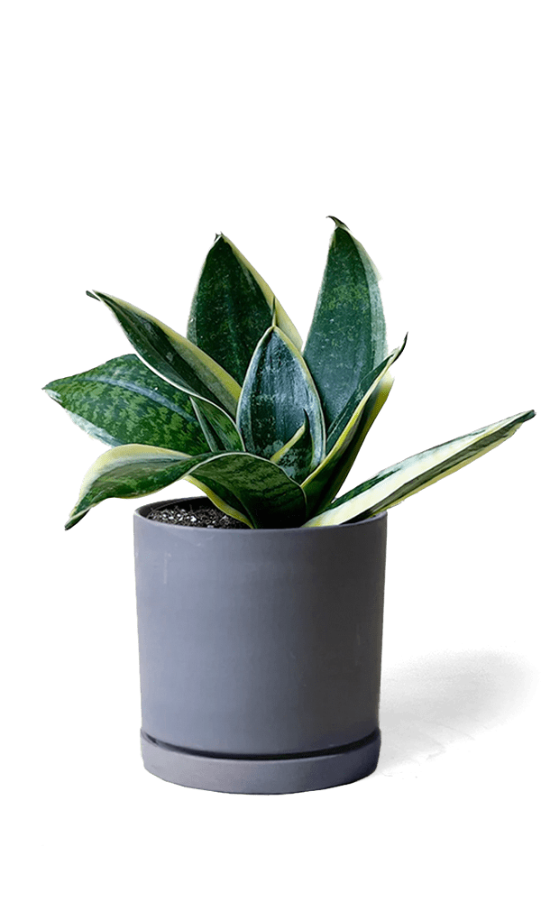 Dojo Porcelain Modern Indoor Plant Pot With Saucer - Chive Ceramics Studio - Pots - Chive Ceramics Studio