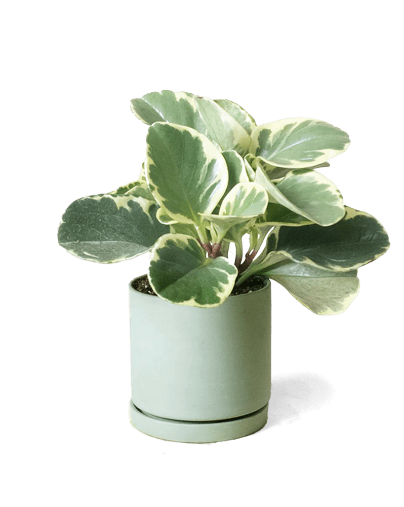 Dojo Porcelain Modern Indoor Plant Pot With Saucer - Chive Ceramics Studio - Pots - Chive Ceramics Studio