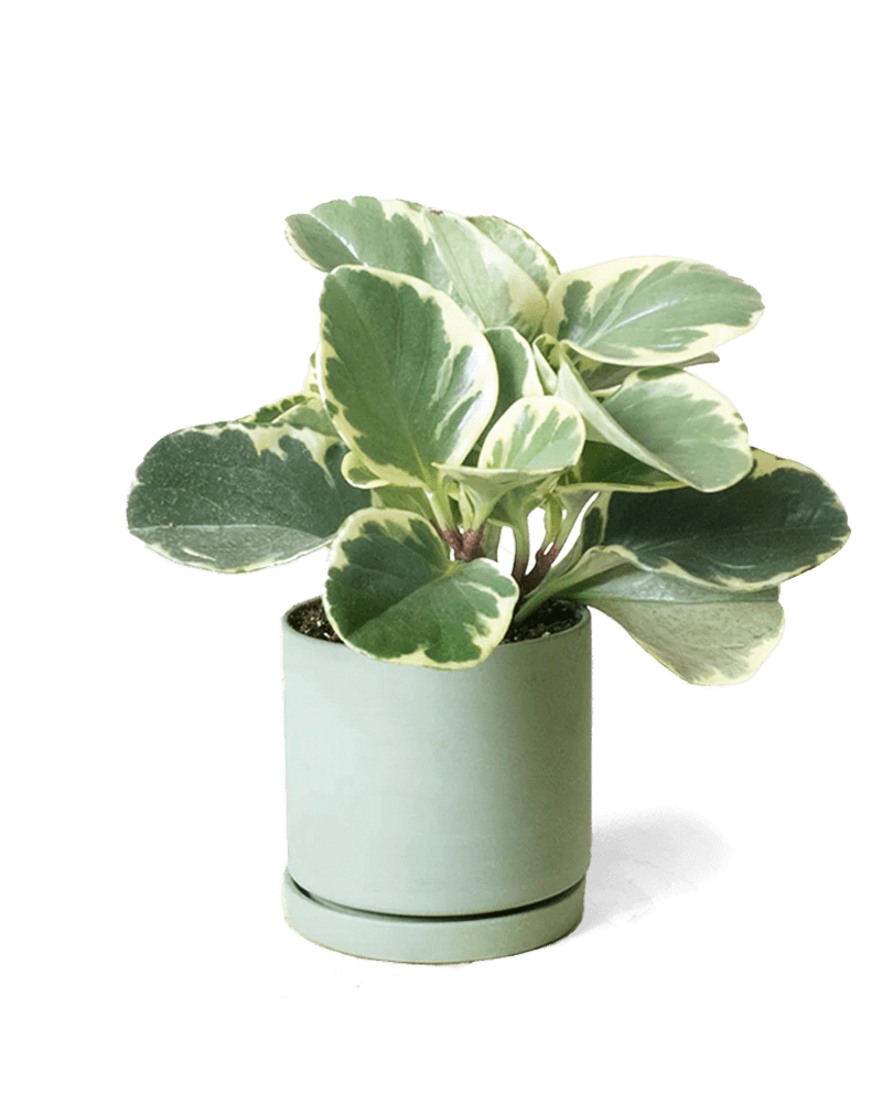 Dojo Porcelain Modern Indoor Plant Pot With Saucer - Chive Ceramics Studio - Pots - Chive Ceramics Studio