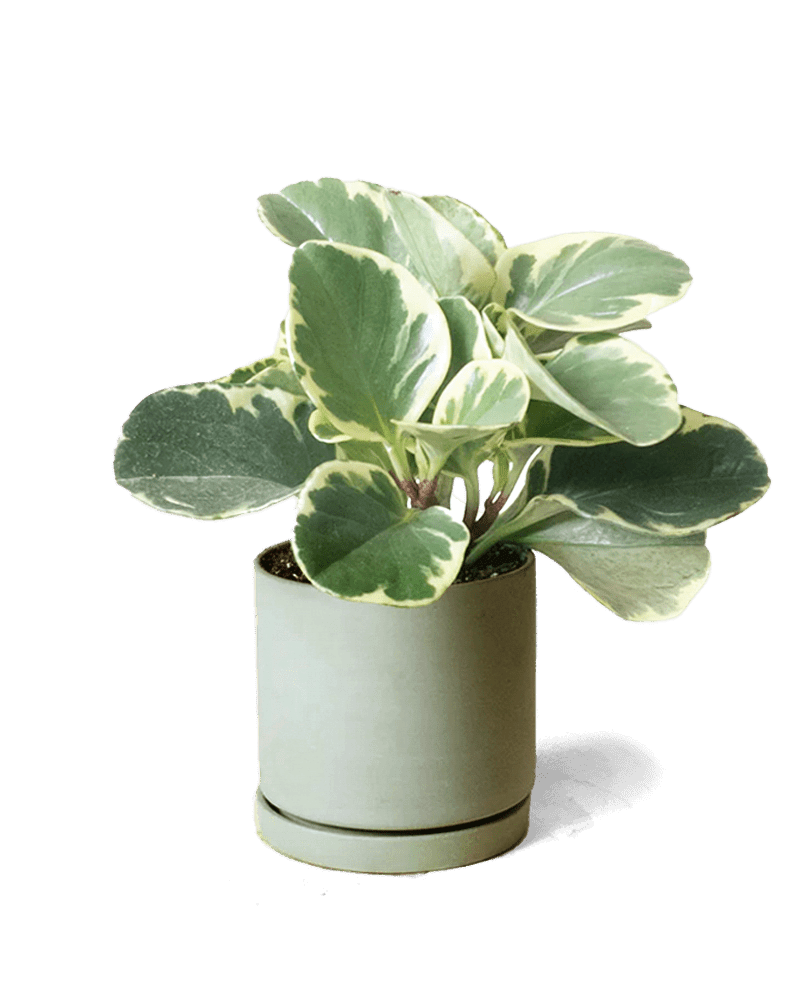 Dojo Porcelain Modern Indoor Plant Pot With Saucer | 3.5 Inches - Chive Ceramics Studio - Pots - Chive Ceramics Studio