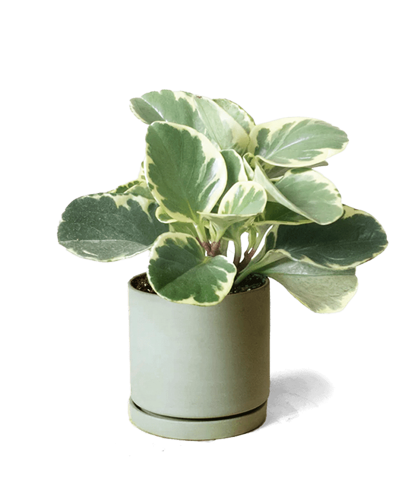 Dojo Porcelain Modern Indoor Plant Pot With Saucer | 3.5 Inches - Chive Ceramics Studio - Pots - Chive Ceramics Studio