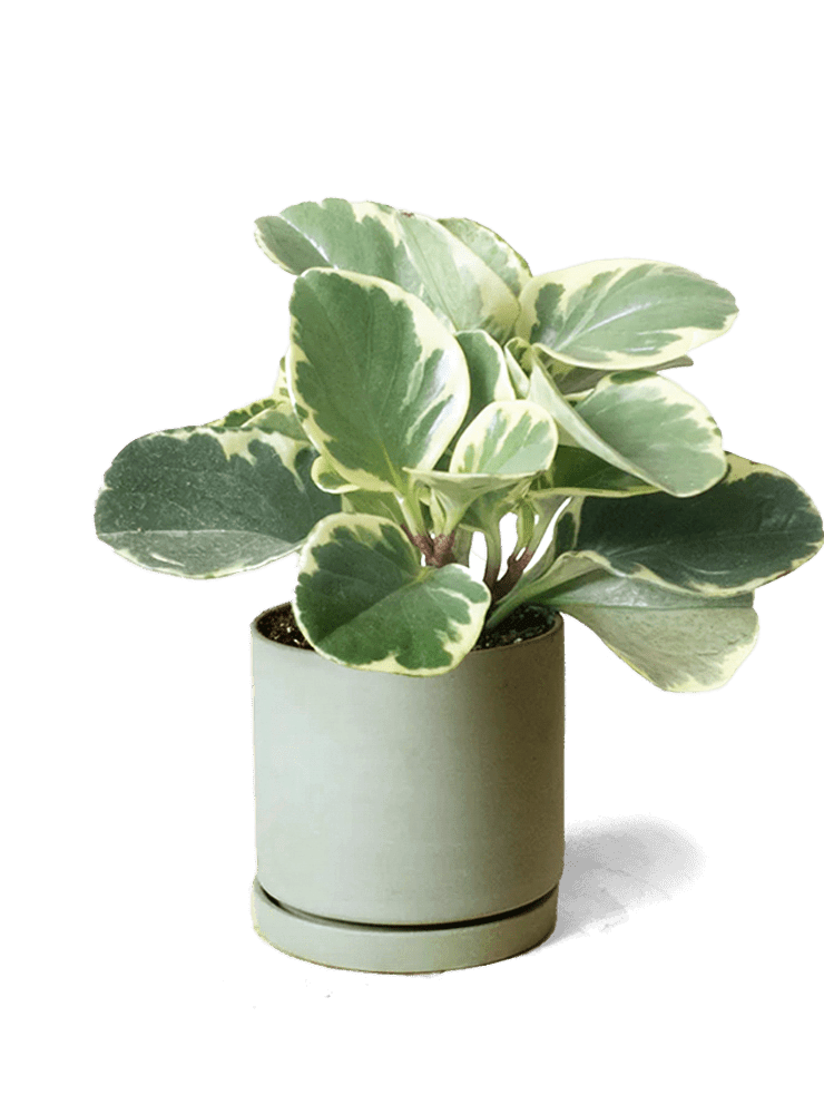Dojo Porcelain Modern Indoor Plant Pot With Saucer | 3.5 Inches - Chive Ceramics Studio - Pots - Chive Ceramics Studio
