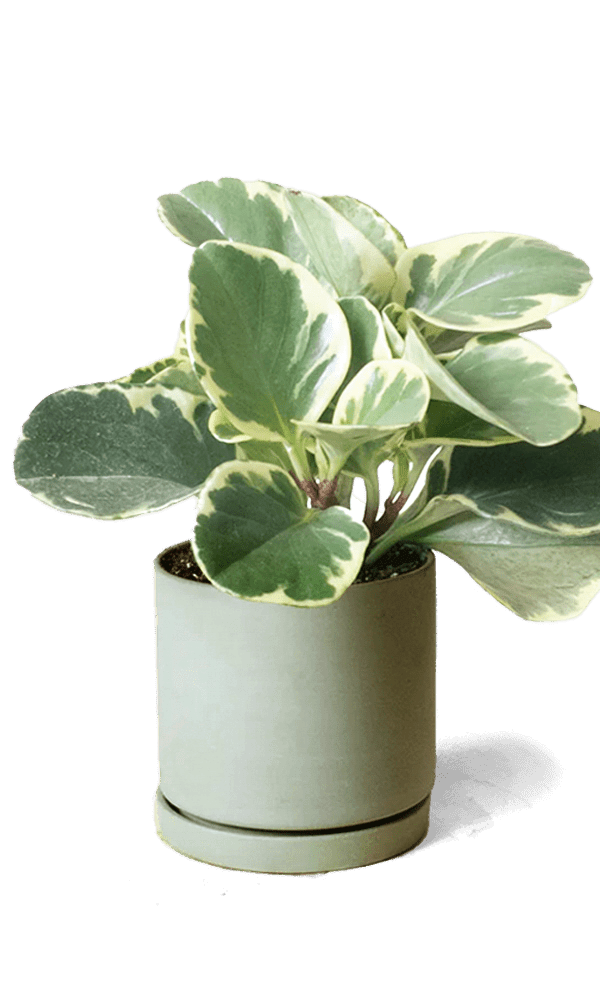 Dojo Porcelain Modern Indoor Plant Pot With Saucer | 3.5 Inches - Chive Ceramics Studio - Pots - Chive Ceramics Studio