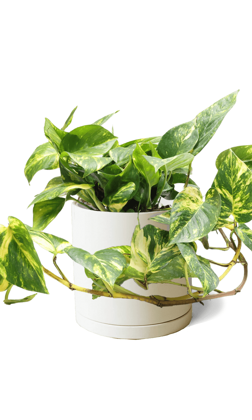 Dojo Porcelain Modern Indoor Plant Pot With Saucer | 6, 7, & 8 Inches - Chive Ceramics Studio - Pots - Chive Ceramics Studio