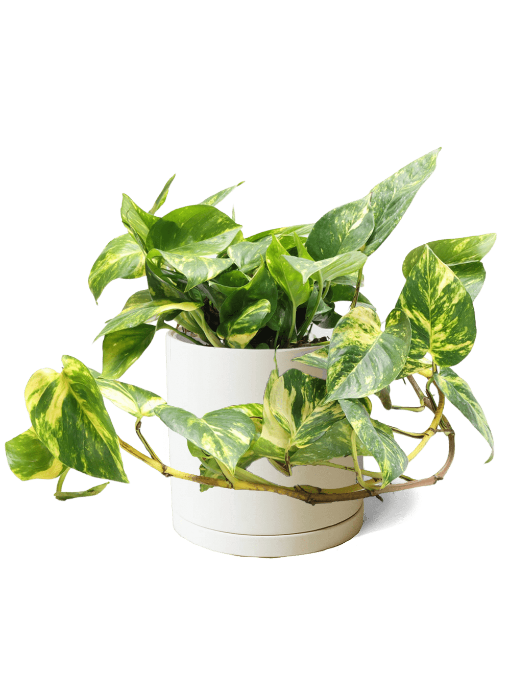 Dojo Porcelain Modern Indoor Plant Pot With Saucer | 6, 7, & 8 Inches - Chive Ceramics Studio - Pots - Chive Ceramics Studio