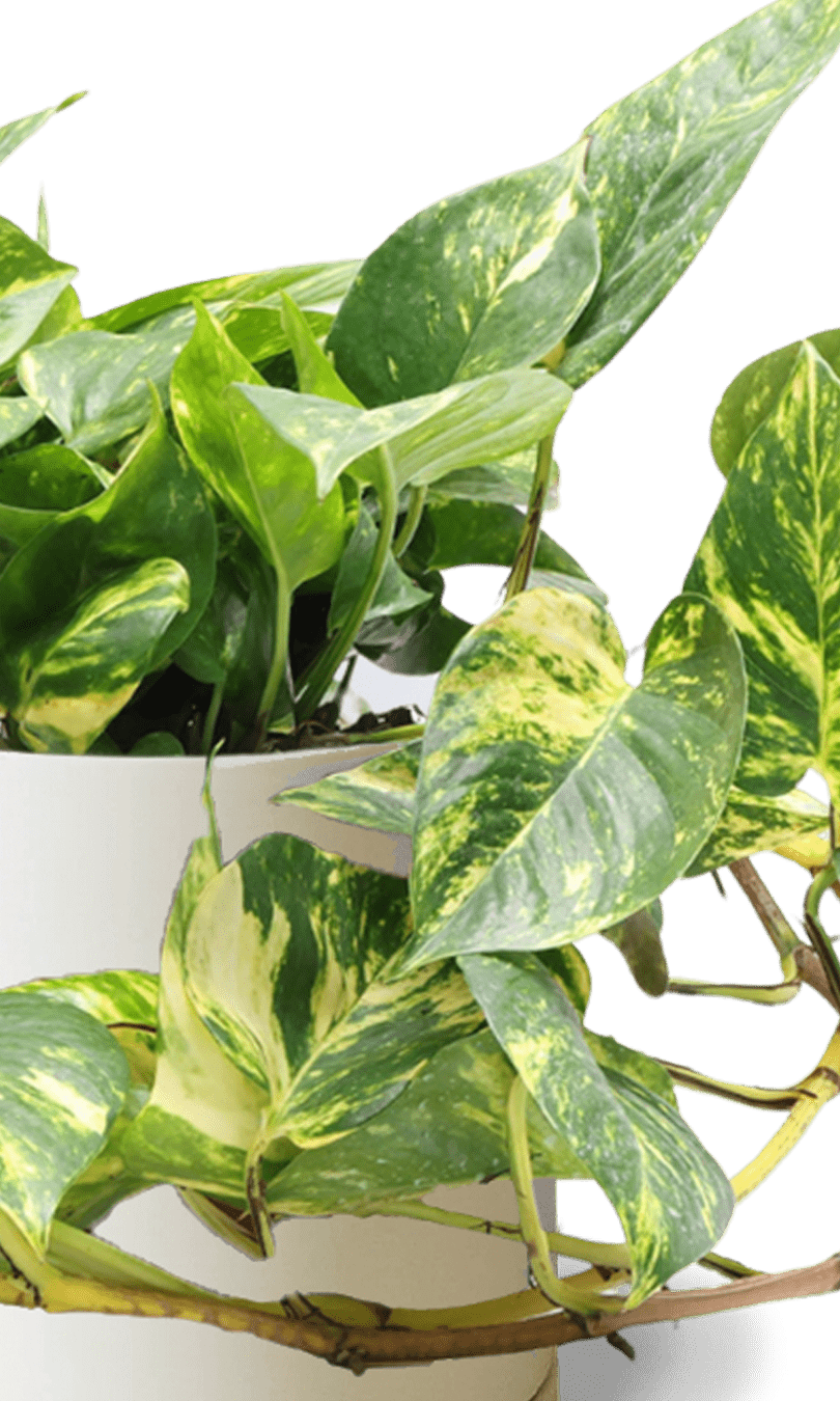 Dojo Porcelain Modern Indoor Plant Pot With Saucer | 6, 7, & 8 Inches - Chive Ceramics Studio - Pots - Chive Ceramics Studio