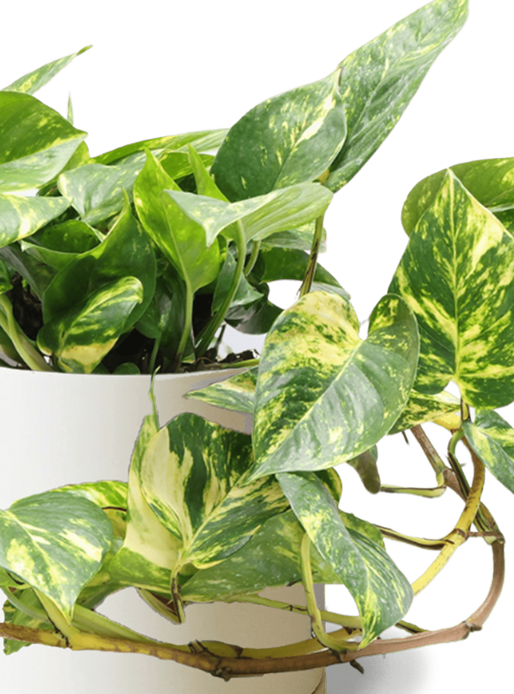 Dojo Porcelain Modern Indoor Plant Pot With Saucer | 6, 7, & 8 Inches - Chive Ceramics Studio - Pots - Chive Ceramics Studio