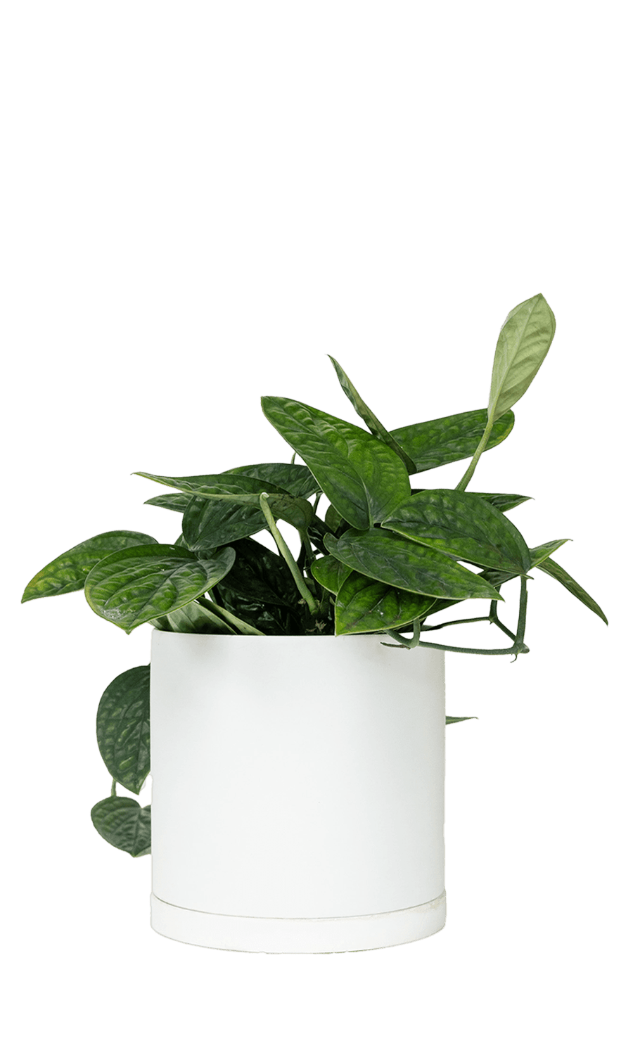 Dojo Porcelain Modern Indoor Plant Pot With Saucer | 6, 7, & 8 Inches - Chive Ceramics Studio - Pots - Chive Ceramics Studio
