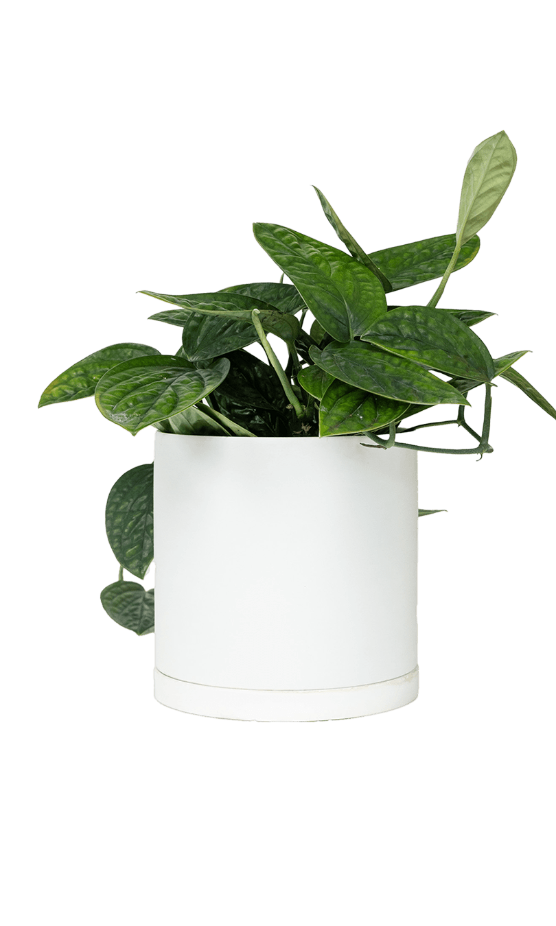 Dojo Porcelain Modern Indoor Plant Pot With Saucer - Chive Ceramics Studio - Pots - Chive Ceramics Studio