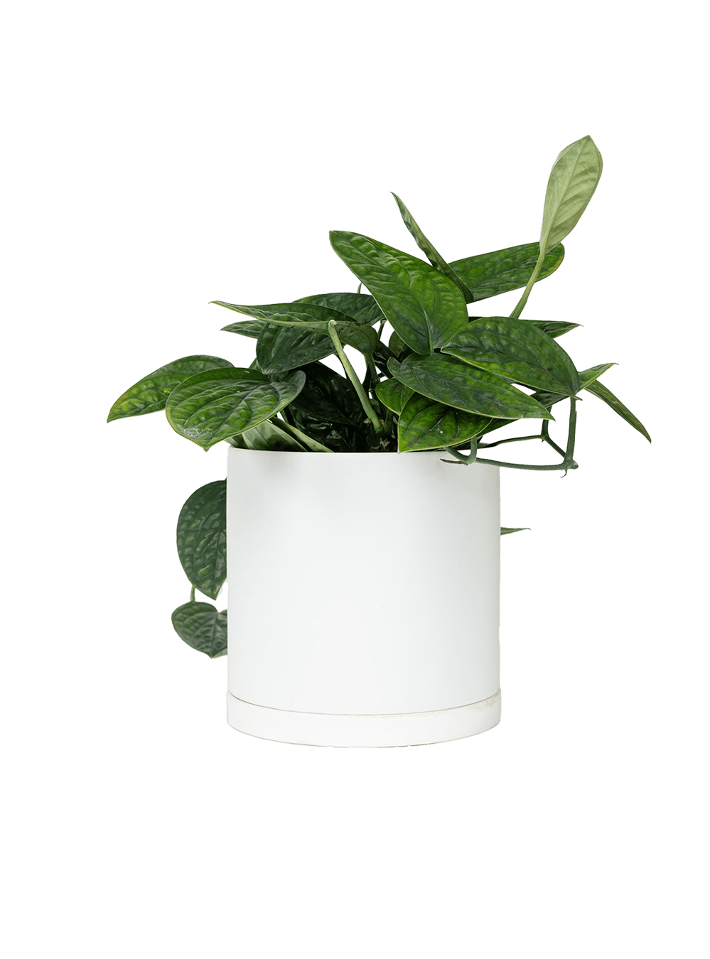 Dojo Porcelain Modern Indoor Plant Pot With Saucer - Chive Ceramics Studio - Pots - Chive Ceramics Studio