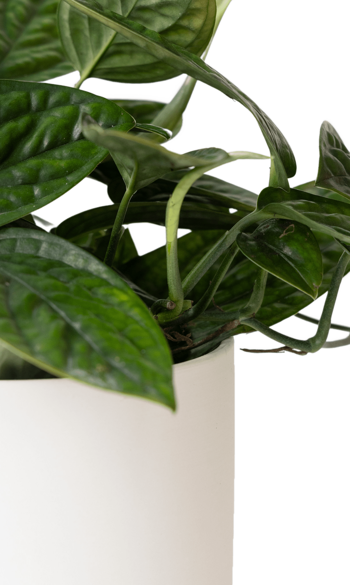 Dojo Porcelain Modern Indoor Plant Pot With Saucer - Chive Ceramics Studio - Pots - Chive Ceramics Studio