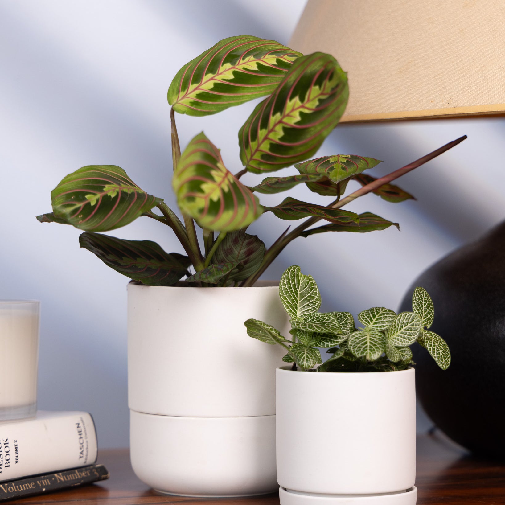 Ryan Self - Watering Plant Pots - Chive Ceramics Studio - Pots - Chive US