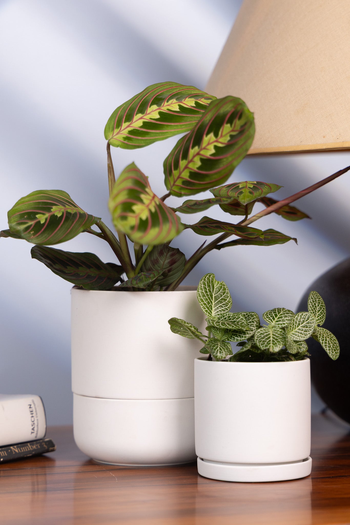 Ryan Self - Watering Plant Pots - Chive Ceramics Studio - Pots - Chive US