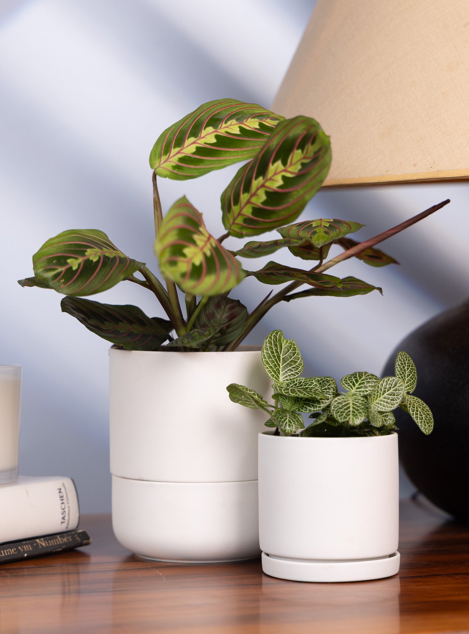 Ryan Self - Watering Plant Pots - Chive Ceramics Studio - Pots - Chive US