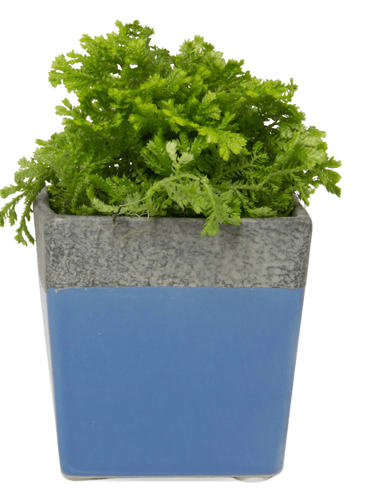 Duo Ceramic Planter With Drainage Hole And Saucer - Chive Ceramics Studio - Pots - Chive US