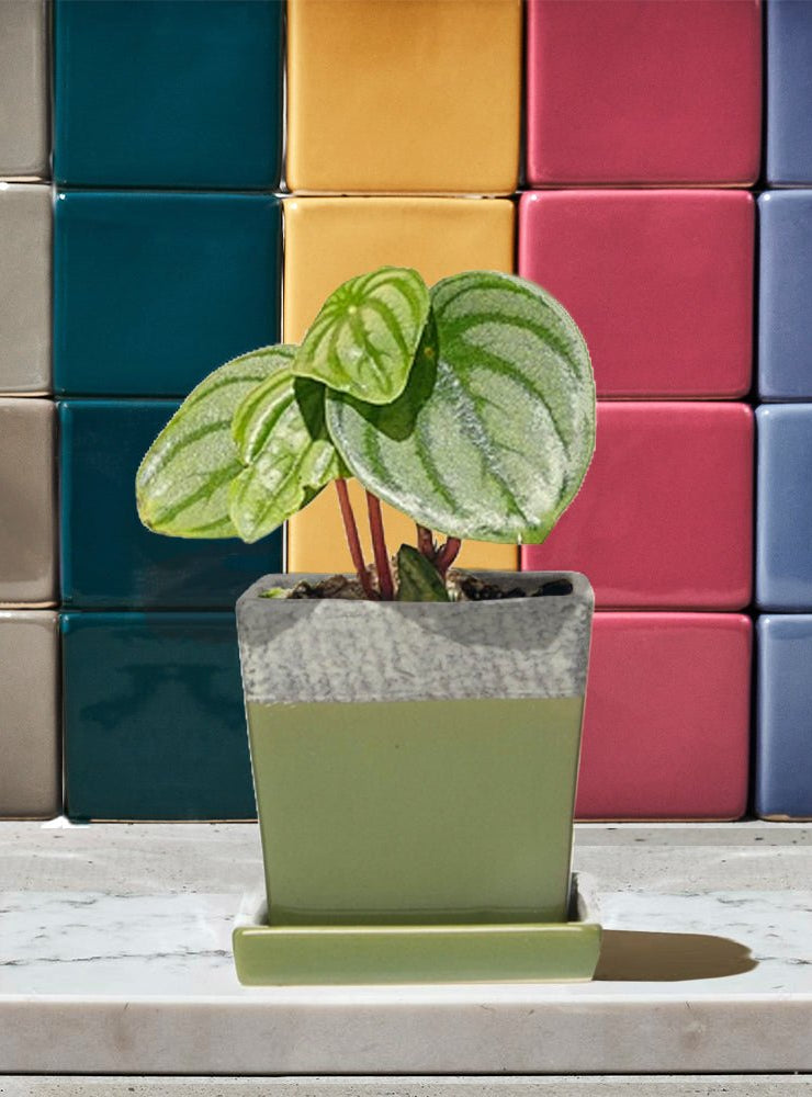 Duo Ceramic Planter With Drainage Hole And Saucer - Chive Ceramics Studio - Pots - Chive US