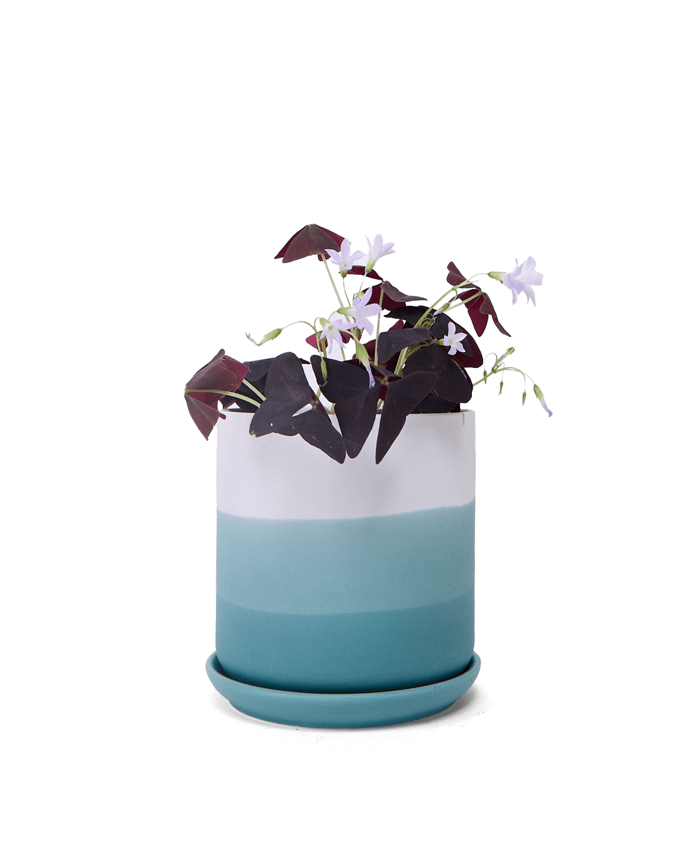 Devo Porcelain Planter With Drainage Hole And Saucer - Chive Ceramics Studio - Pots - Chive US