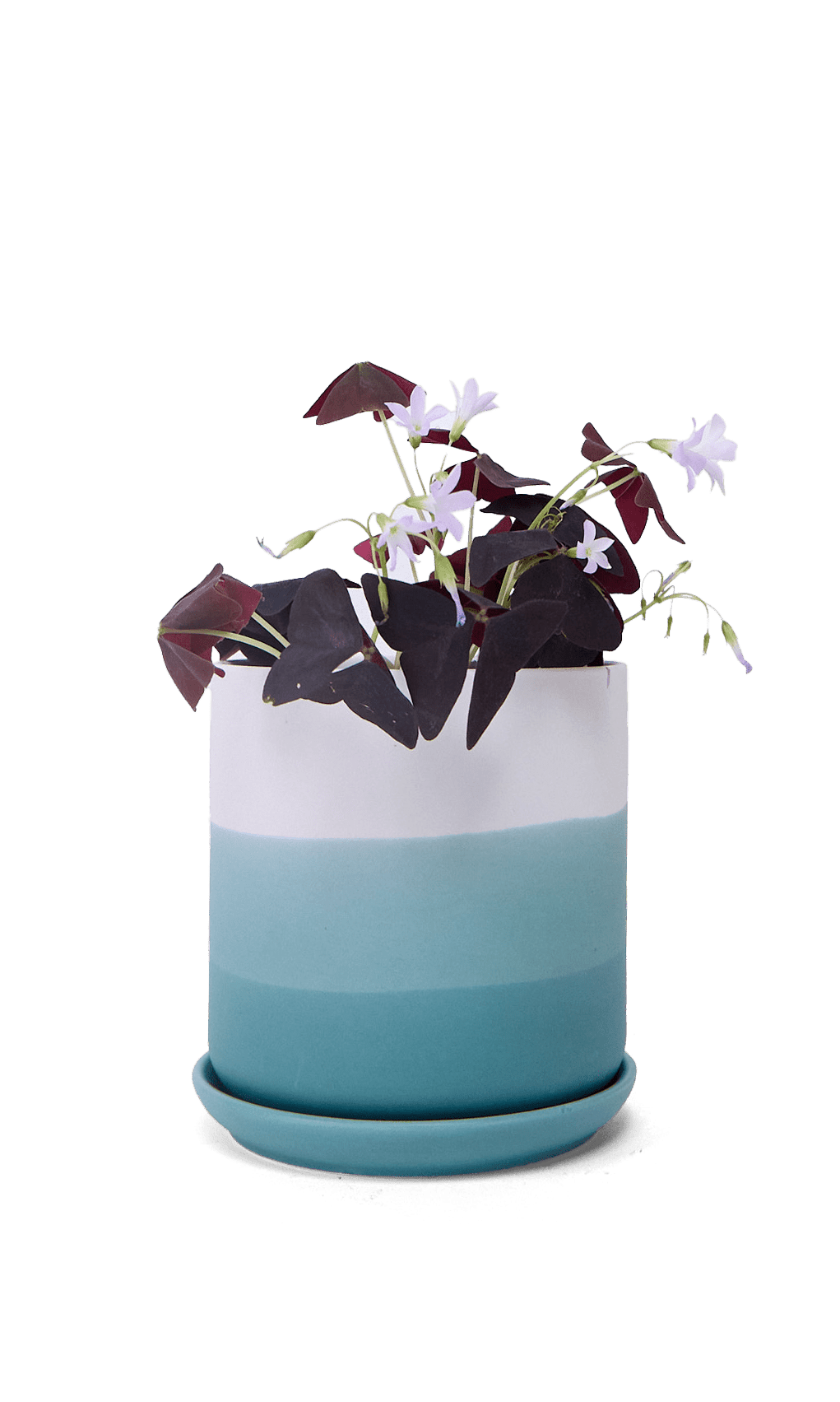 Devo Porcelain Planter With Drainage Hole And Saucer - Chive Ceramics Studio - Pots - Chive US