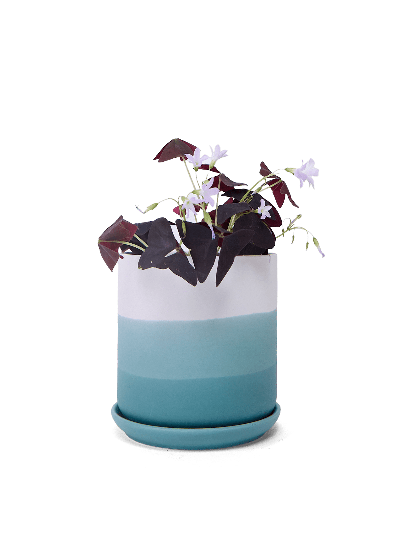 Devo Porcelain Planter With Drainage Hole And Saucer - Chive Ceramics Studio - Pots - Chive US