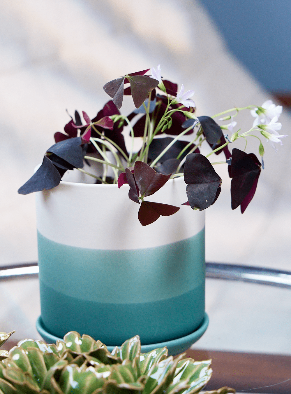 Devo Porcelain Planter With Drainage Hole And Saucer - Chive Ceramics Studio - Pots - Chive US