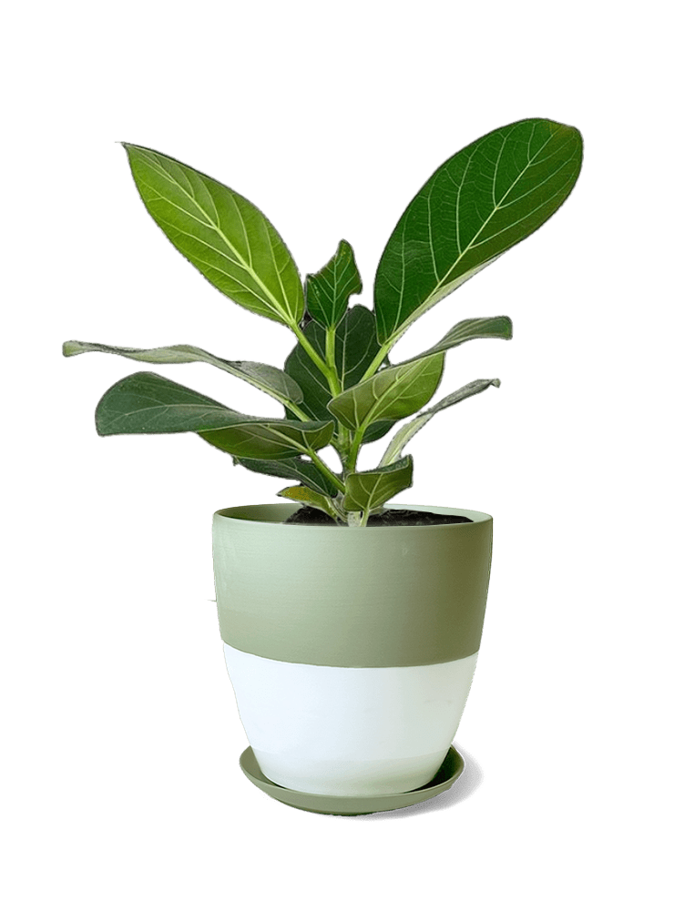Dyad Porcelain Modern Indoor Plant Pot With Saucer | 3 & 5 inches - Chive Ceramics Studio - Pots - Chive Ceramics Studio