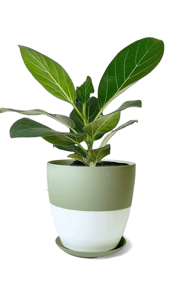 Dyad Porcelain Modern Indoor Plant Pot With Saucer | 3 & 5 inches - Chive Ceramics Studio - Pots - Chive Ceramics Studio