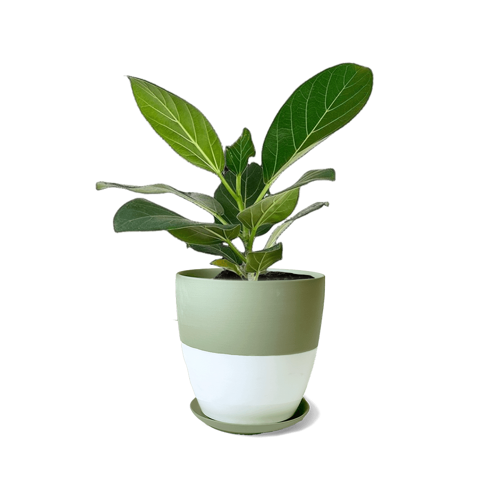 Dyad Porcelain Modern Indoor Plant Pot With Saucer | 3 & 5 inches - Chive Ceramics Studio - Pots - Chive Ceramics Studio