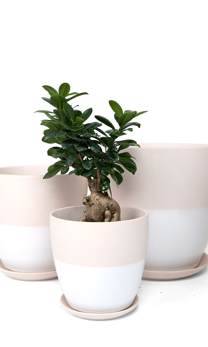 Dyad Porcelain Modern Indoor Plant Pot With Saucer - Chive Ceramics Studio - Pots - Chive US