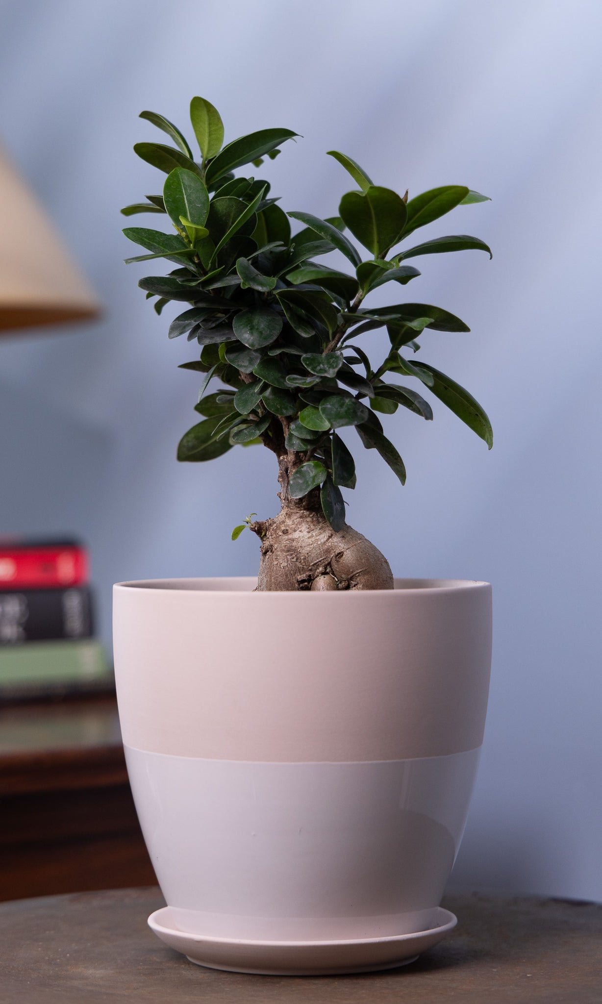 Dyad Porcelain Modern Indoor Plant Pot With Saucer - Chive Ceramics Studio - Pots - Chive US