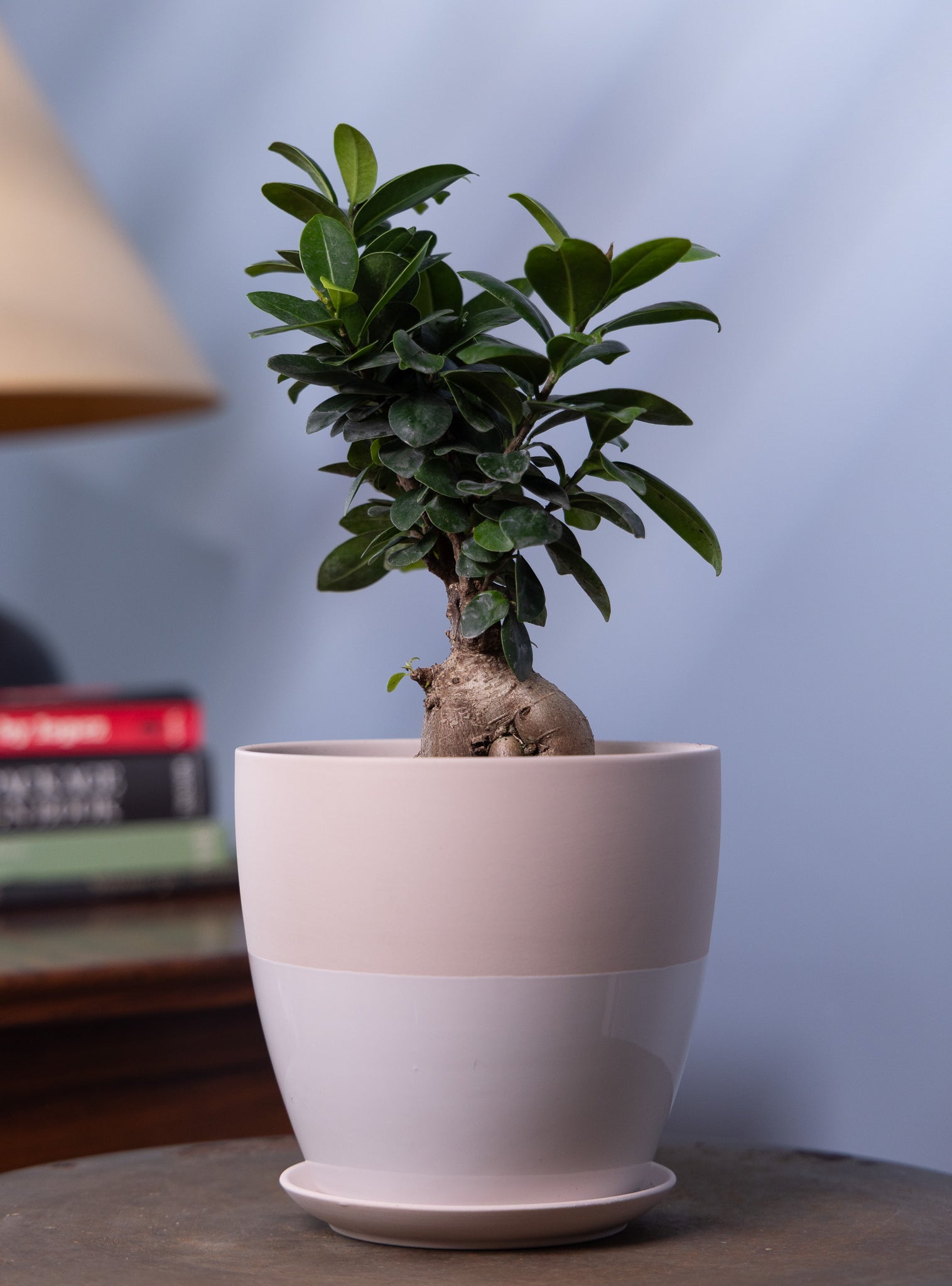 Dyad Porcelain Modern Indoor Plant Pot With Saucer - Chive Ceramics Studio - Pots - Chive US