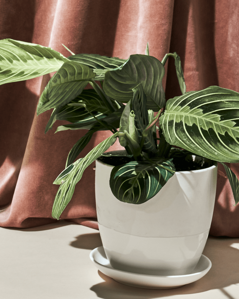 Dyad Porcelain Modern Indoor Plant Pot With Saucer - Chive Ceramics Studio - Pots - Chive US