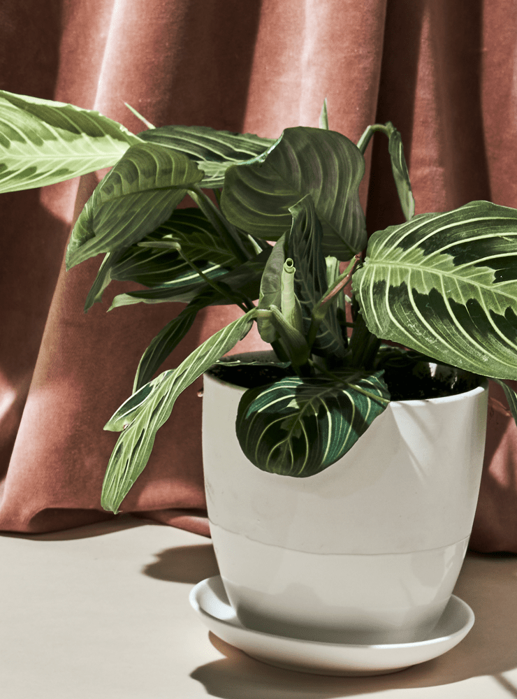 Dyad Porcelain Modern Indoor Plant Pot With Saucer - Chive Ceramics Studio - Pots - Chive US