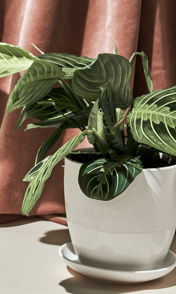 Dyad Porcelain Modern Indoor Plant Pot With Saucer - Chive Ceramics Studio - Pots - Chive US