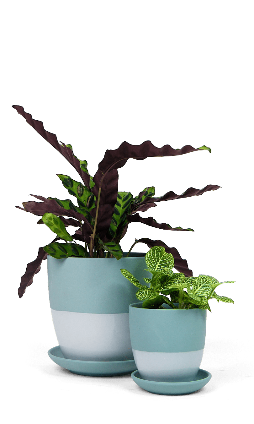 Dyad Porcelain Modern Indoor Plant Pot With Saucer - Chive Ceramics Studio - Pots - Chive US