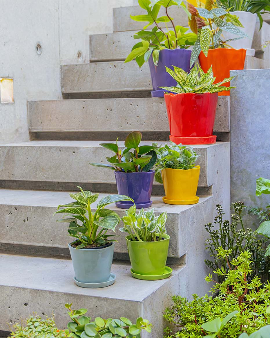 Colourful ceramic planters with saucers arranged on concrete outdoor steps, each planted with a different houseplant.