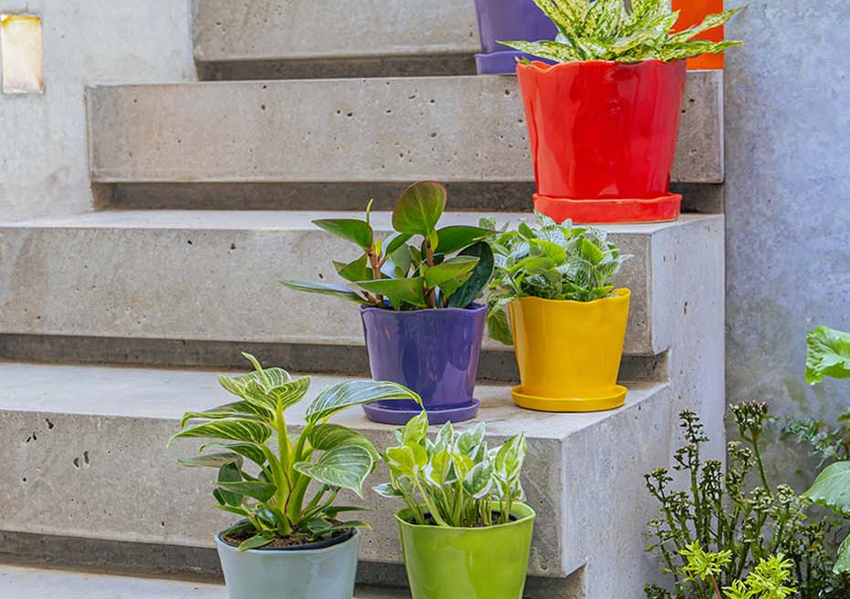 Colourful ceramic planters with saucers arranged on concrete outdoor steps, each planted with a different houseplant.